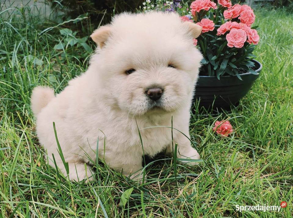 CZAU CZAU CHOW CHOW SUNIA I PIESEK PIĘKNE Drogusza
