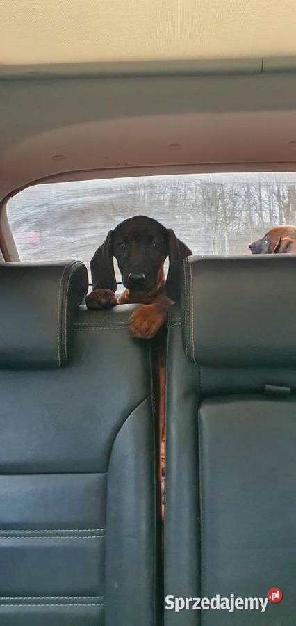 Posokowiec bawarski Klonowo Dolne