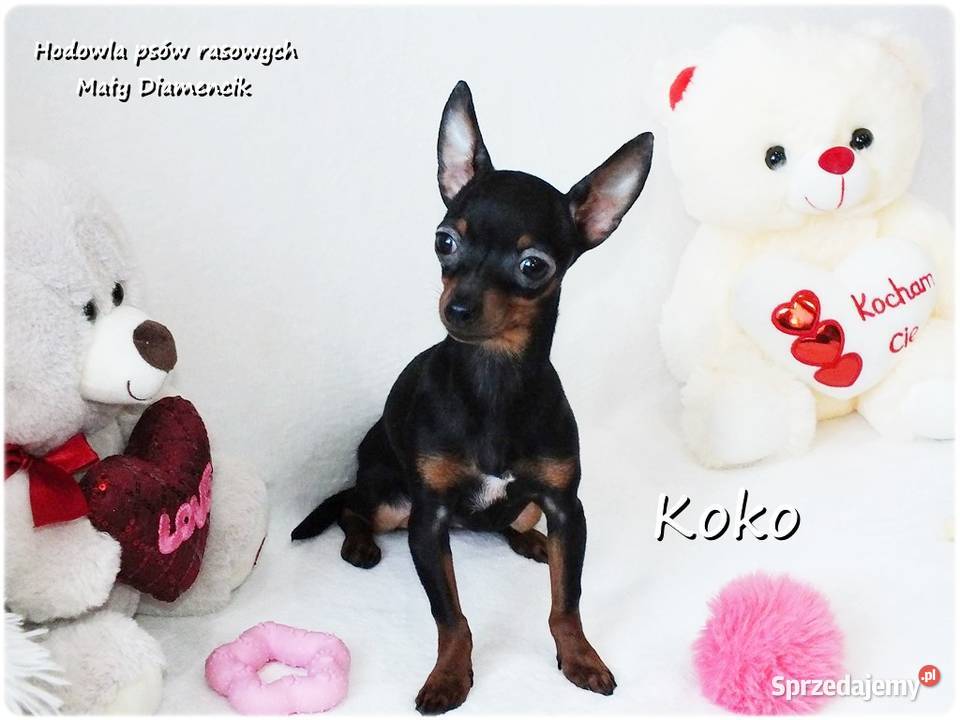 Ultra MINI Sunia KOKO Pinczer miniaturowy Pozostałe Żary