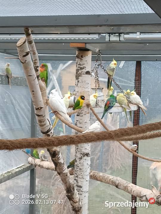 mam na sprzedaż nimfy różne mutacje Żabnica sprzedam