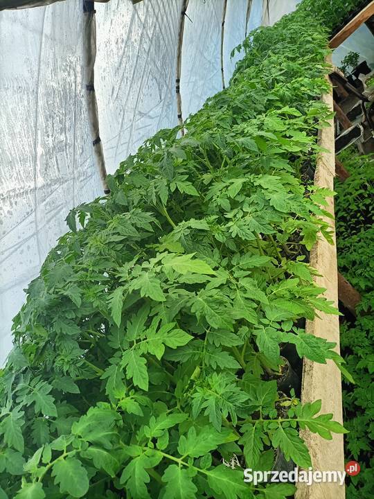 Sadzonki pomidorów papryki seler porpietruszka wielkopolskie Szamocin