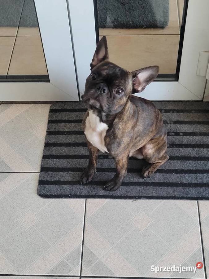 Boston Terrier krycie Mława