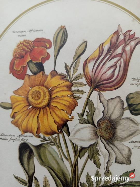 Stylowe 2 obrazki botaniczne przedstawiające Warszawa