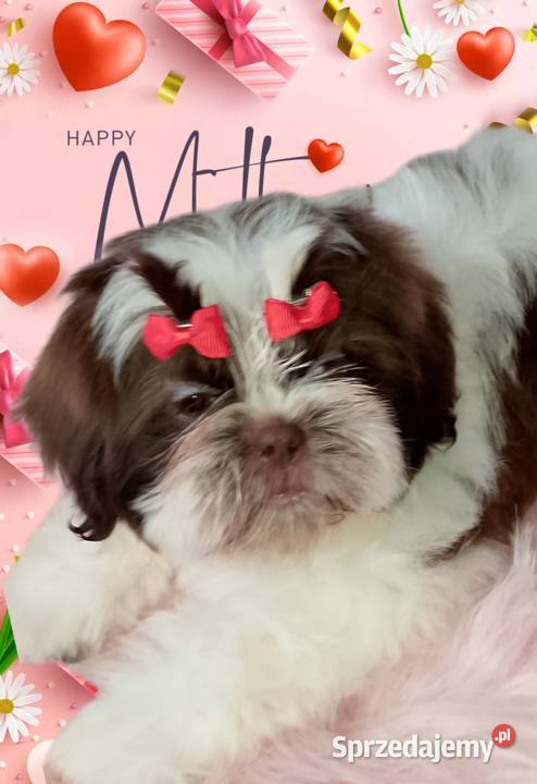 Ostatnia suczka rasy ShihTzu szuka domku
