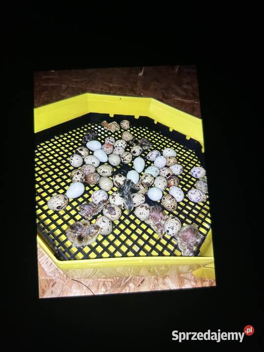 Sprzedam inkubator cleo 5 Bobowa