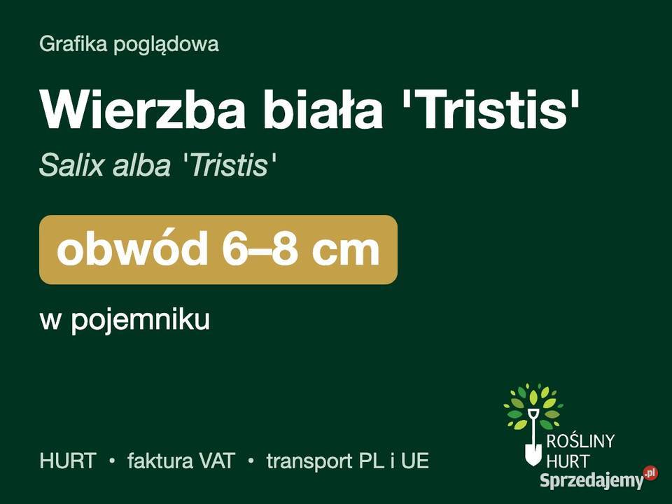 Wierzba biała Tristis Salix alba obwód 68 w sprzedam