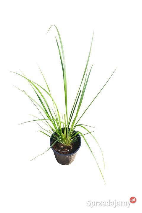 wierzby skalnicemikrobioty wisterie klonybudleje Giżycko
