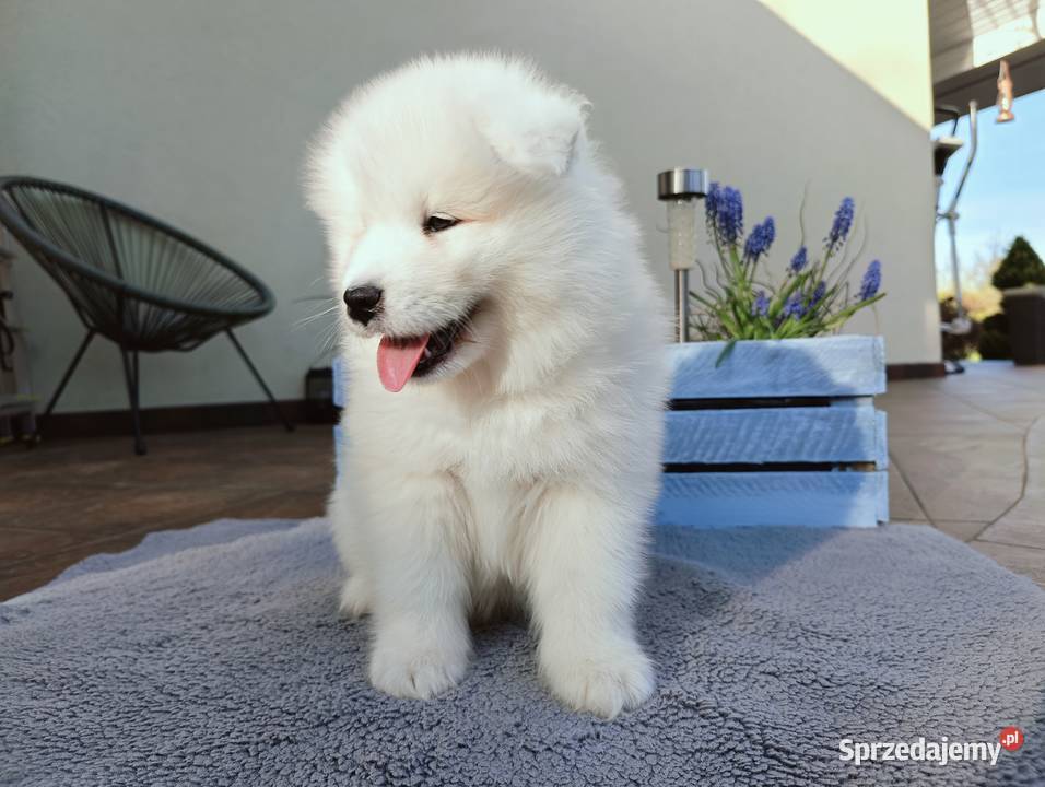 Szczeniaki Samoyed do odbioru początek maja Olszówka