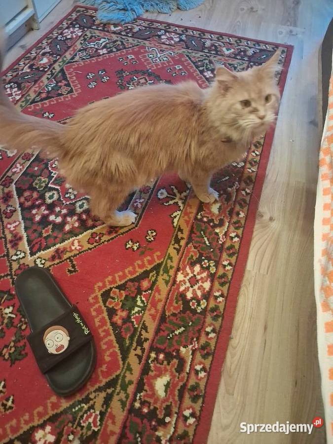 Maine coon kocica świętokrzyskie