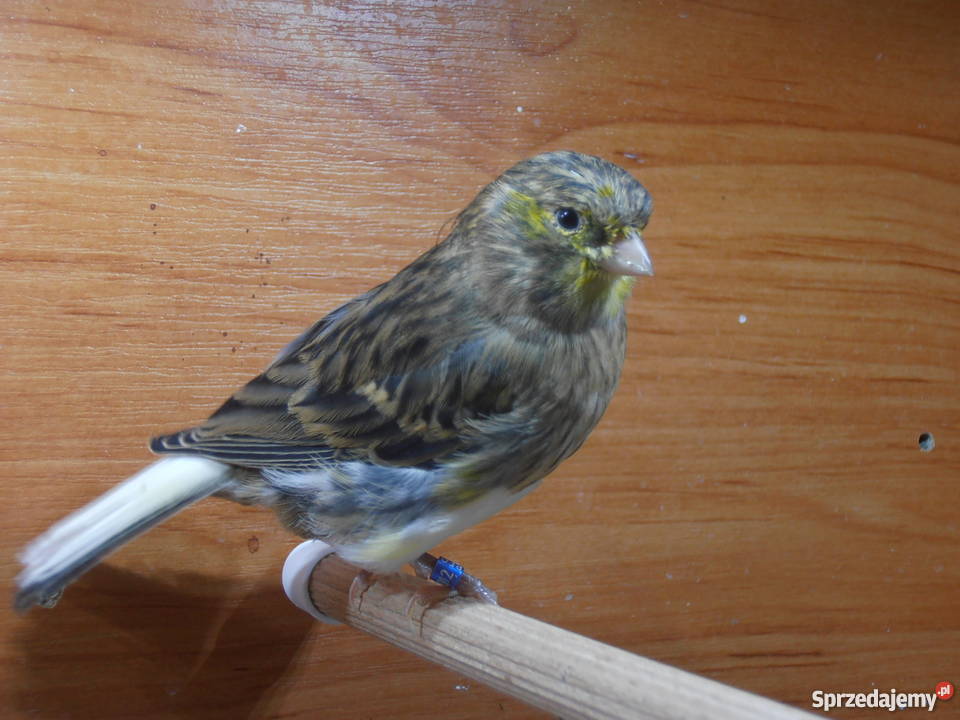 Sprzedam młode kanarki z 2017 roku