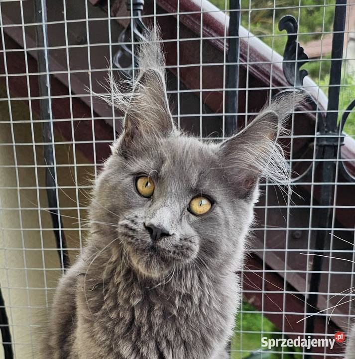 duży niebieski kocurek Maine Coon FPL Gdańsk