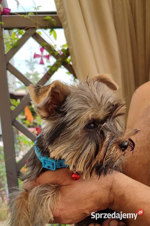 Yorkshire terrier Psary Małe