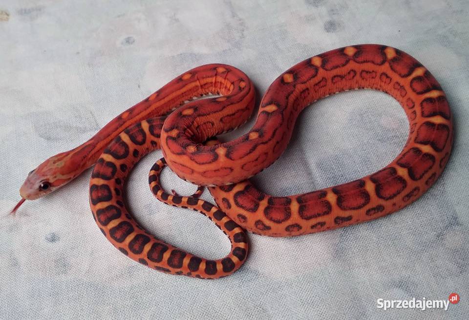 Wąż zbożowy SCALELESS węże zbożowe Red Factor Warszawa