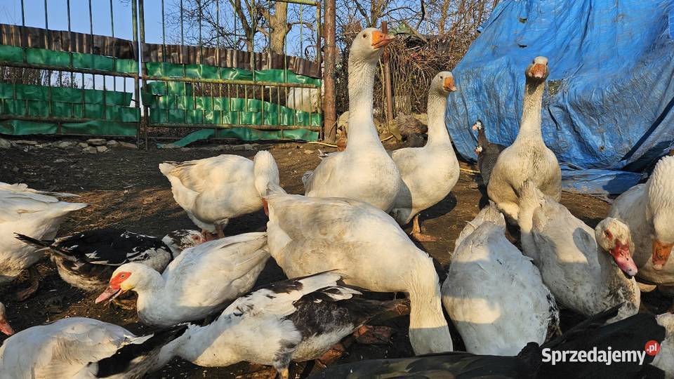 Gęsi białe Swojskie Boguchwałowice