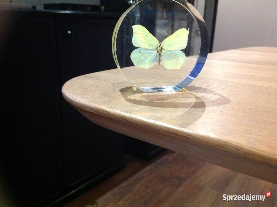 Piękny Motyl w Szkle Dekoracja Latolistek Pozostałe Nowa Sól