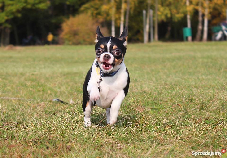 Chihuahua z rodowodem ZKwP sprzedam