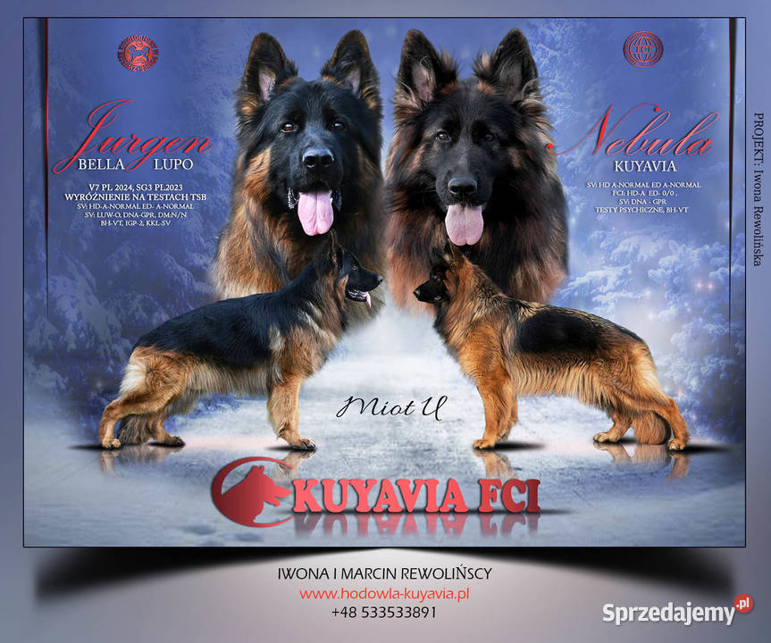 Szczeniaki owczarki niemieckie długowłose ZKWP kujawsko-pomorskie sprzedam