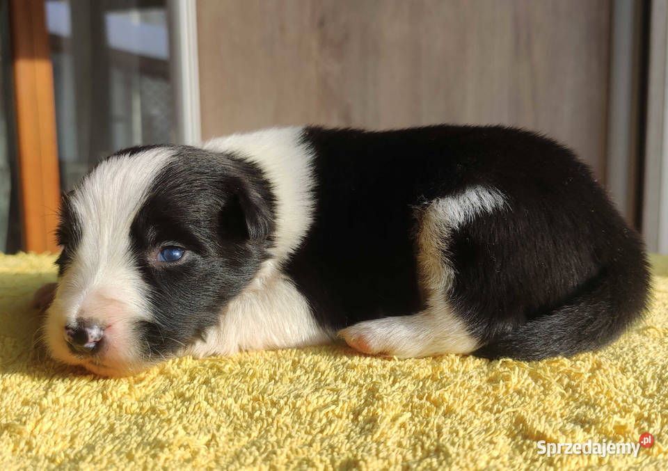 Szczeniak BORDER COLLIE z prof Hodowli Pies z Kraków sprzedam