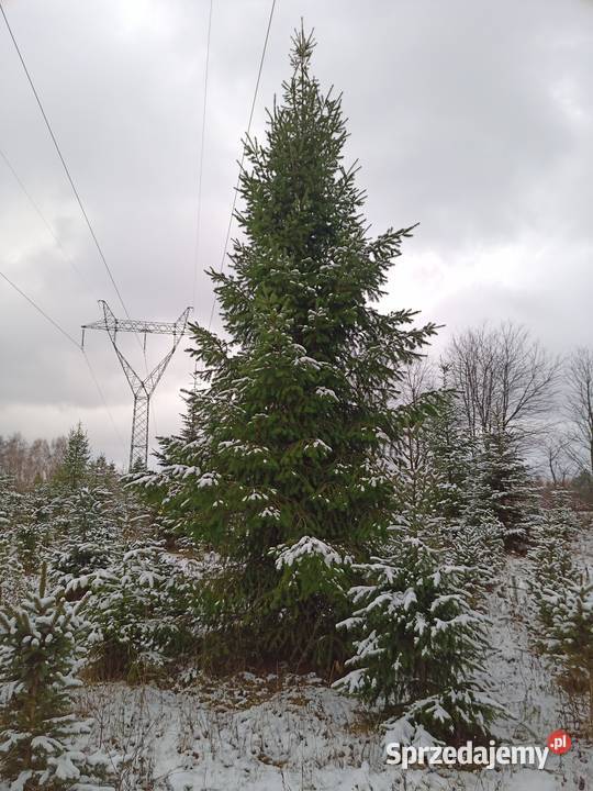 Choinka Choinki Daglezja 4 m Łódź