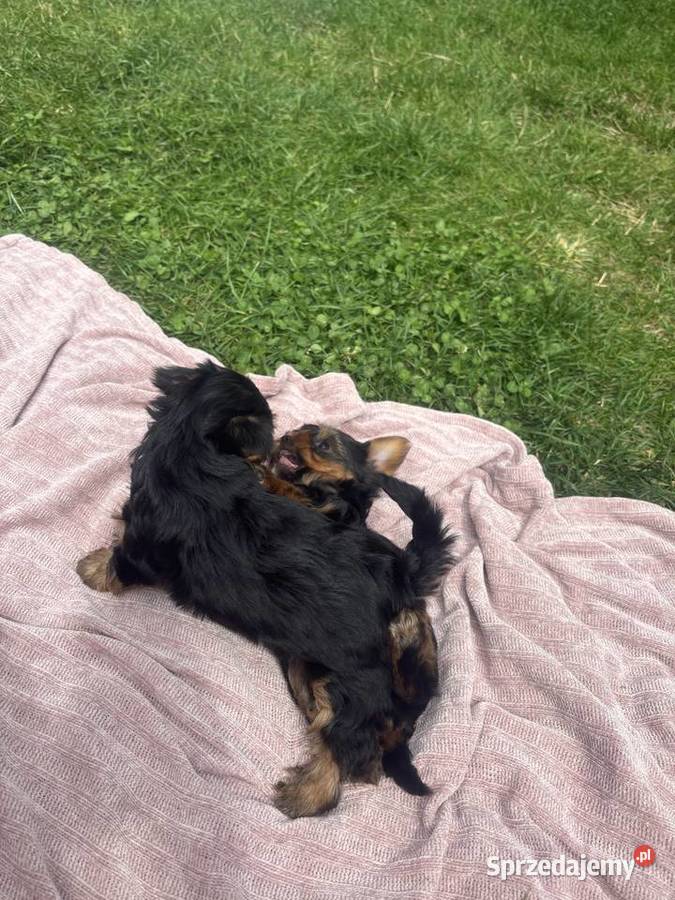 Yorki terrierki