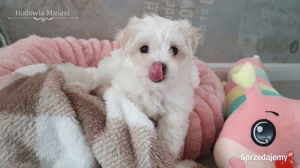 Maltańczyk sunia ZHPR UCI