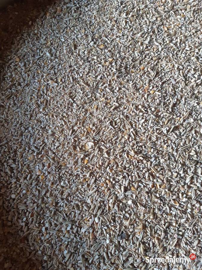 Pasza Śróta Mieszanka zbóż kuru brojlery inne małopolskie Bielany sprzedam