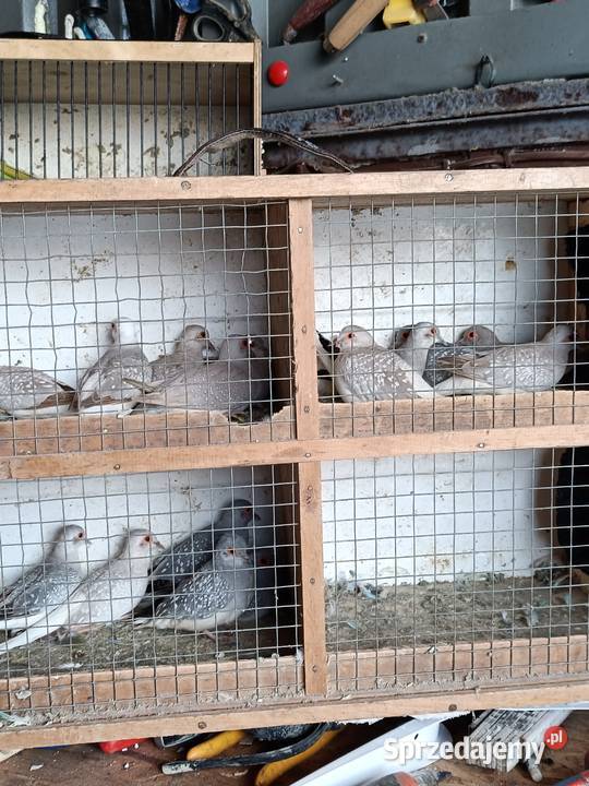 Sprzedam papugi Leszno