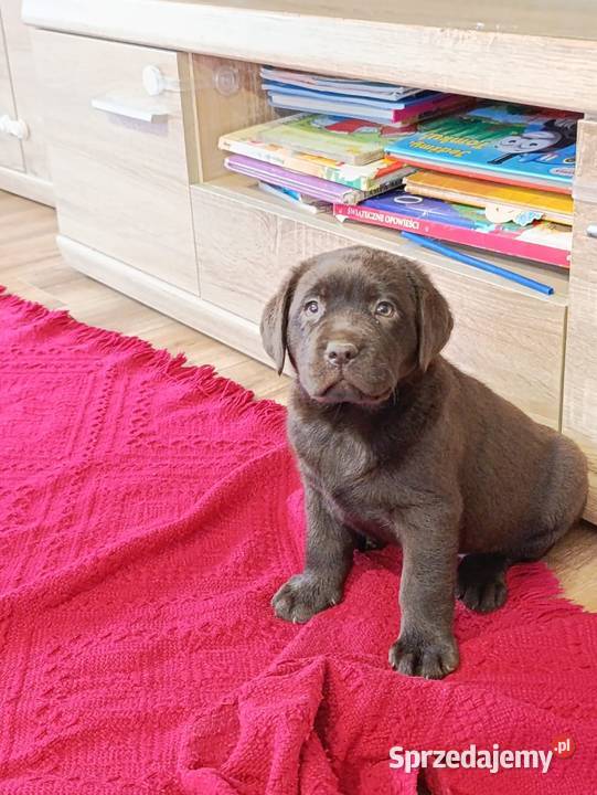 Pieski czarne biszkoptowe Labradory Retriever Tarnów