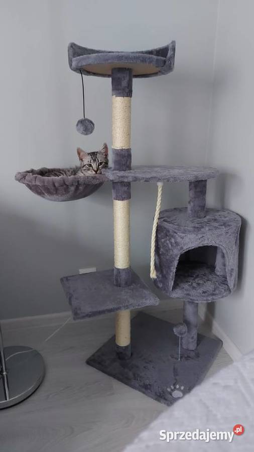 Kot Brytyjski Krótkowłosy Silver Tabby British Swarzędz