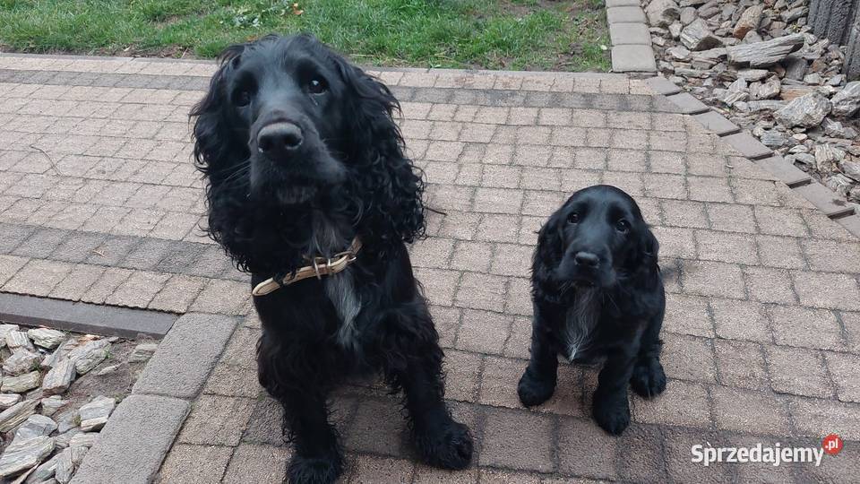 Cocker Spaniel Angielski Czarne Cuda Cocker Spaniel Basonia sprzedam