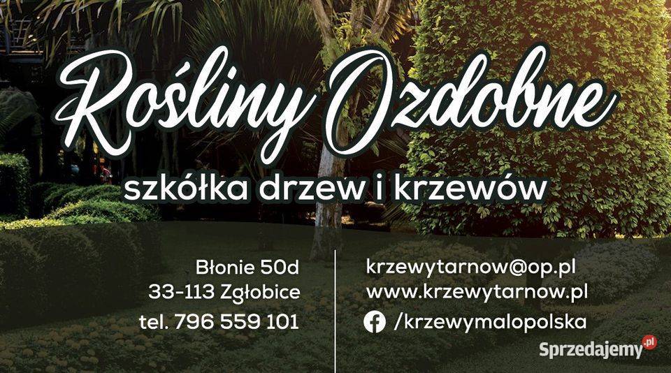 Niesamowita Złota Sosna wydmowa Chief Joseph