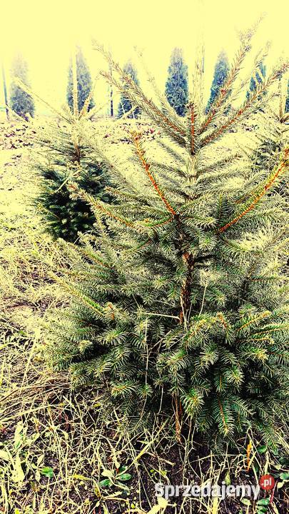 Sprzedam formowane drzewka Warszawa sprzedam