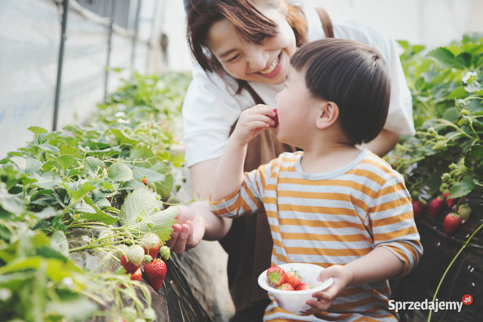 Agrowłóknina brązowa włóknina PP50 MATA NA Białystok