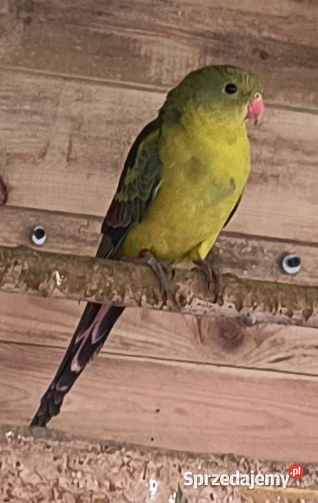 Papuga górska Berg Poznań