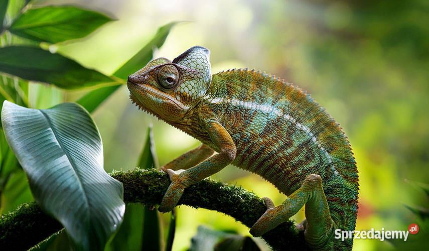 Kaneleon Jemeński Samiec