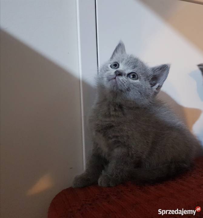 Kocięta Brytyjskie krótkowłose śląskie Istebna