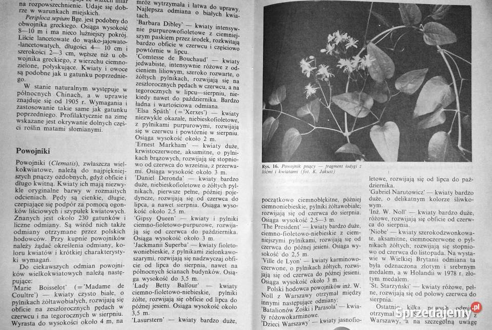 Pnącza ozdobne w domu Bluszcz powojnik Chełm