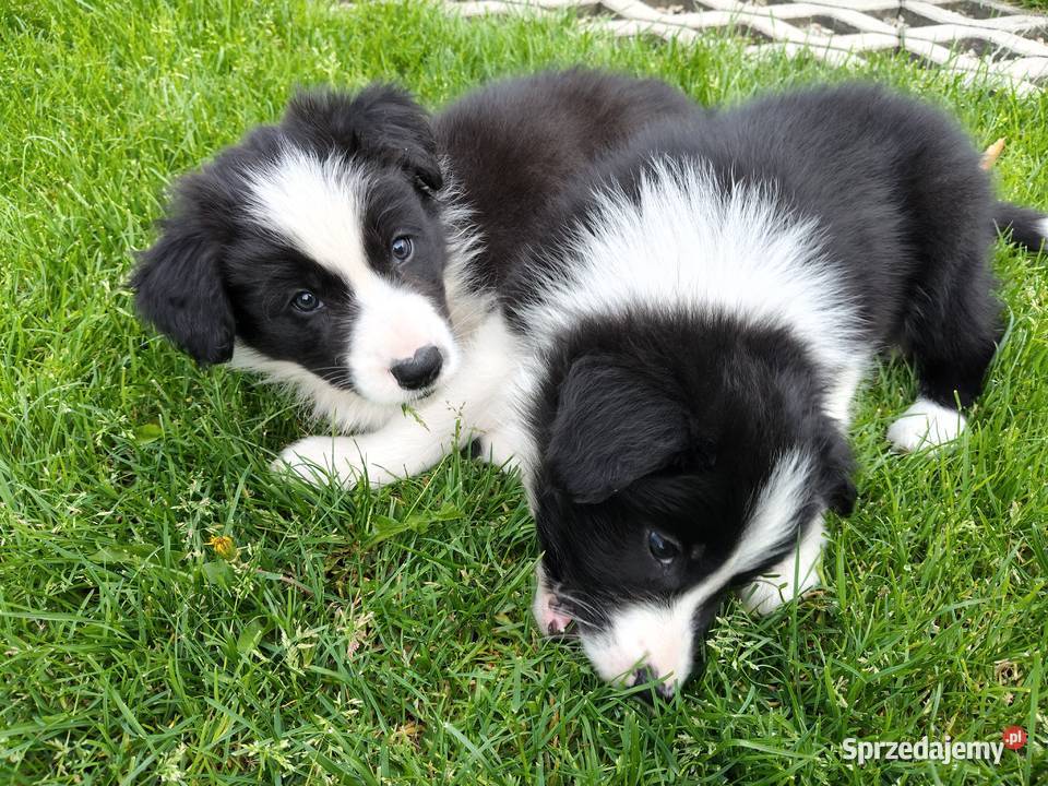 Szczeniak Border Collie ZKwP FCI Kolonowskie