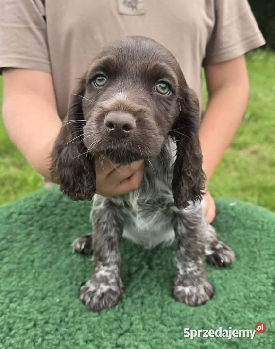 Polski Spaniel Myśliwski planowany miot Pozostałe Święta Lipka