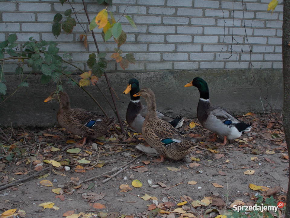 Kaczki Staropolskie Ostatnia para kaczor kaczka Kutno