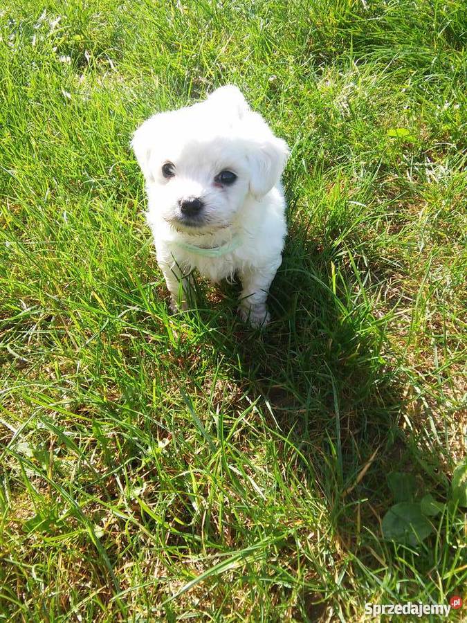 maltańczyki Poznań