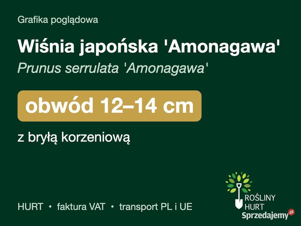 Wiśnia japońska Amonagawa obwód 1214 z bryłą