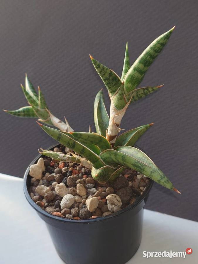 Sansevieria ballyi Minnie roślina kolekcjonerska Warszawa sprzedam