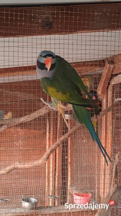 Aleksandretta chińska samiec Parzno