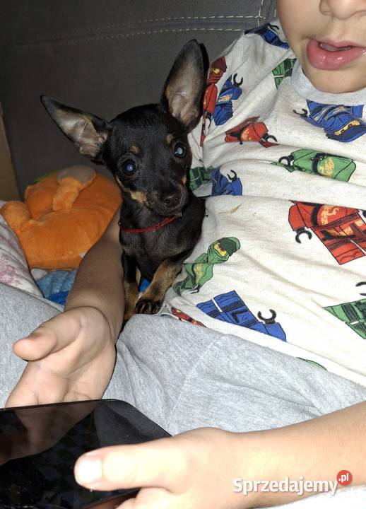 Spajki Ratlerek pinczerek miniaturka podkarpackie Jasło