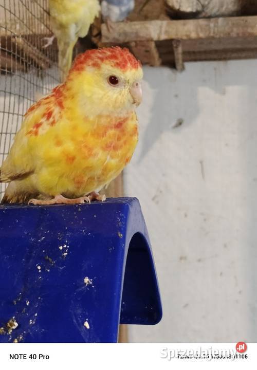 Sprzedam papugi Gorzkowice