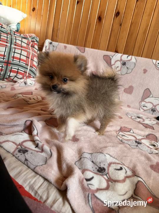 Szpic miniaturowy gotowy na zmianę domku Częstochowa sprzedam