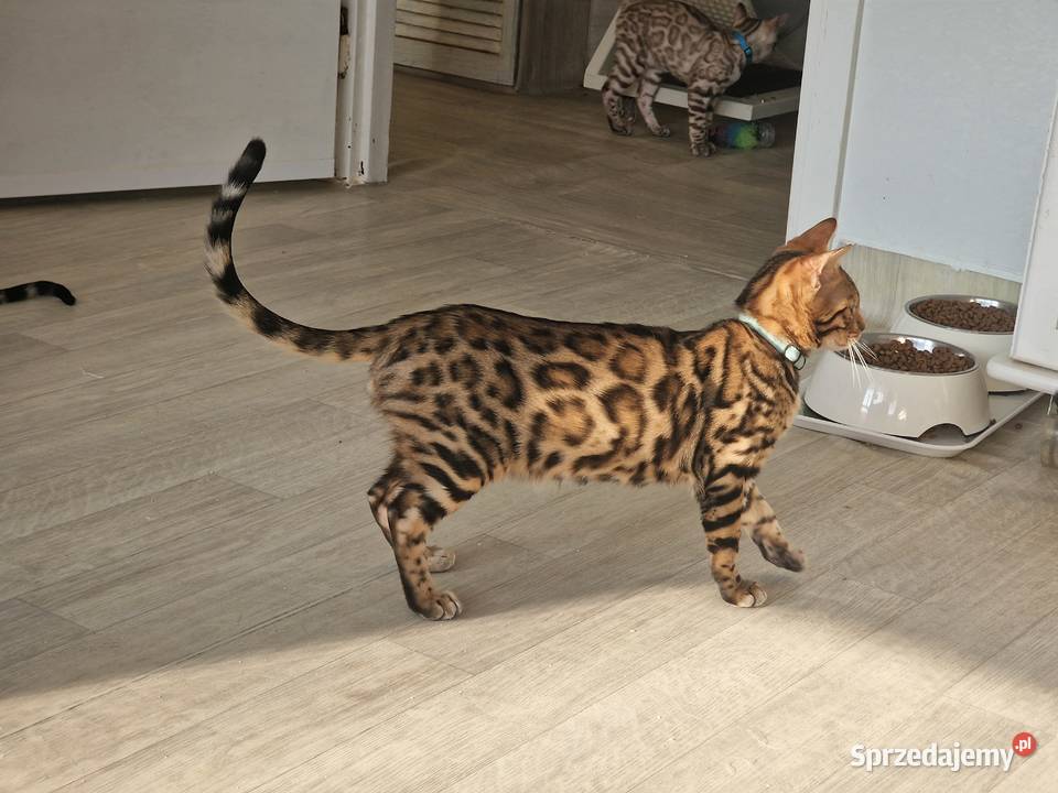 Kot bengalski DEMON wielkopolskie sprzedam