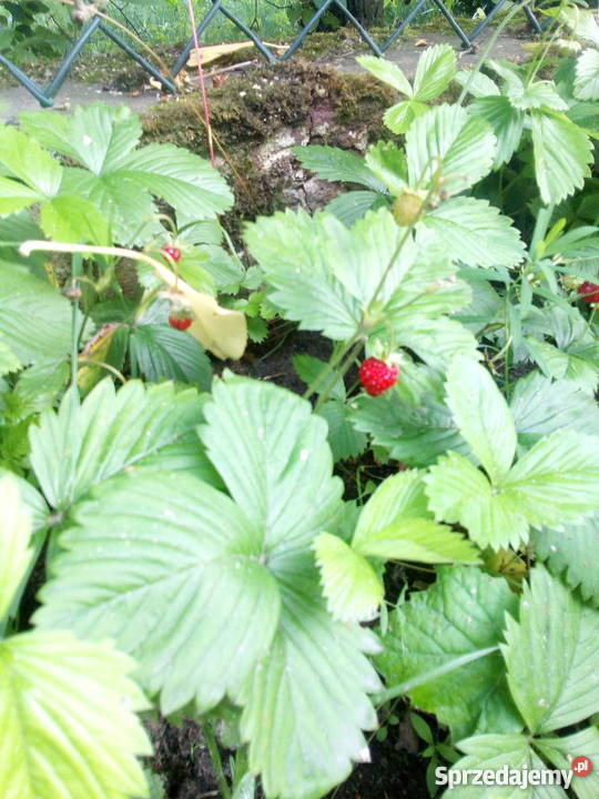 Sadzonki Poziomki ładnie kwitną i już owocują Jaworzno