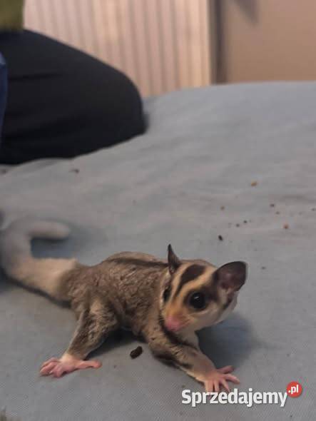 Lotopałanka karłowata dwóch braci samców Poznań